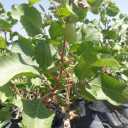 Pistachio Pistachio Nursery in Torbat Jam