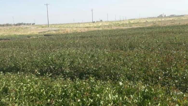 Pistachio Pistachio Nursery in Torbat Jam