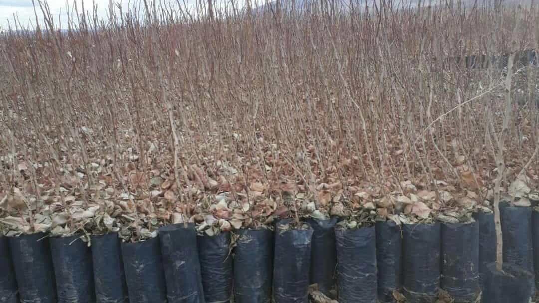 Akbari pistachio seedlings in the pistachio nurseries