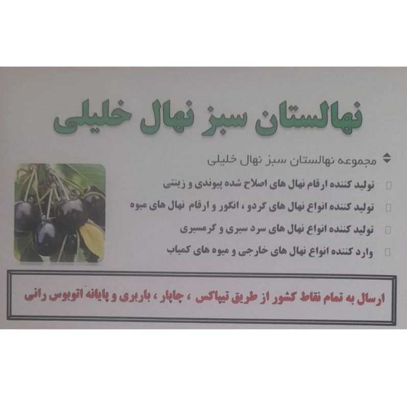 نهالستان سبز نهال خلیلی