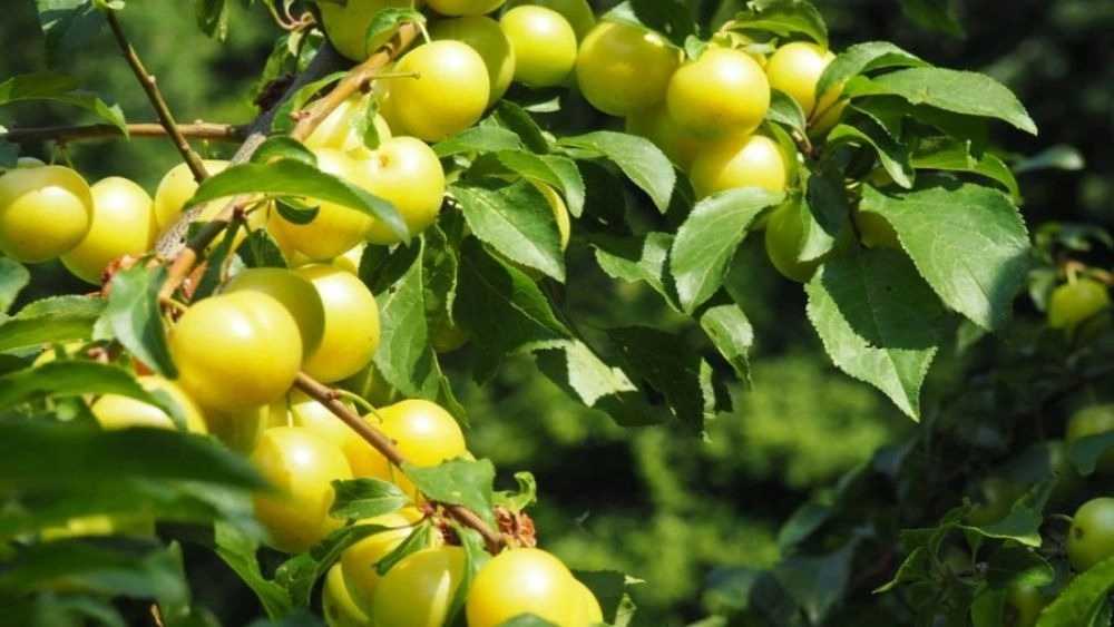 نهالستان در میاندوآب