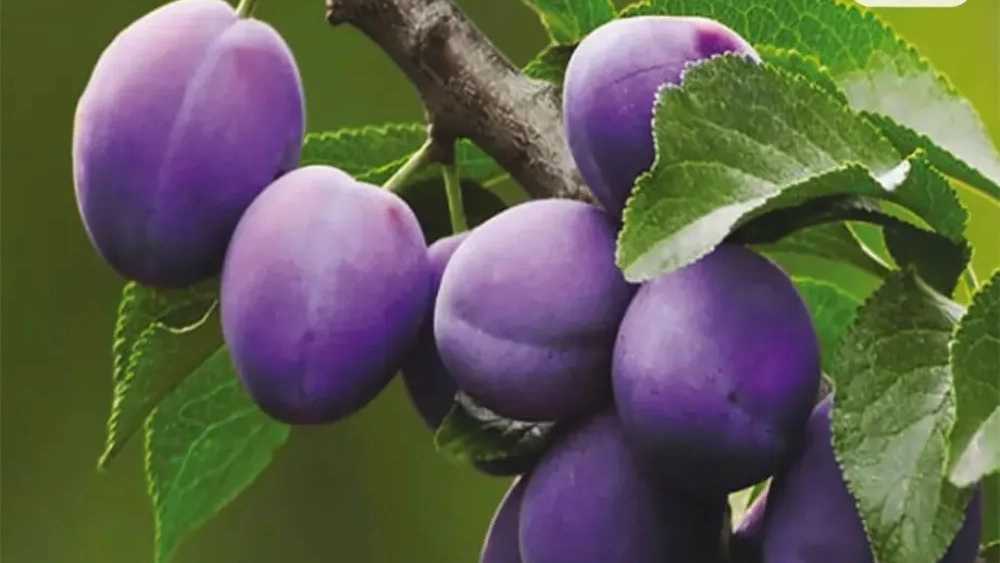 نهال میوه کمیاب در میاندوآب