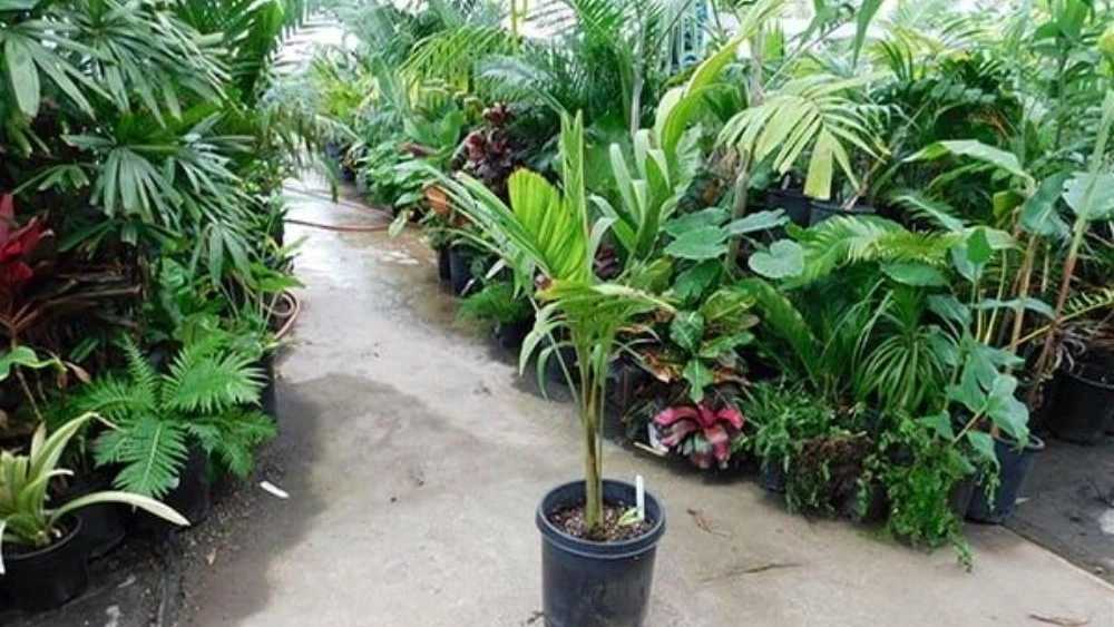 نهالستان سبز نهال خلیلی
