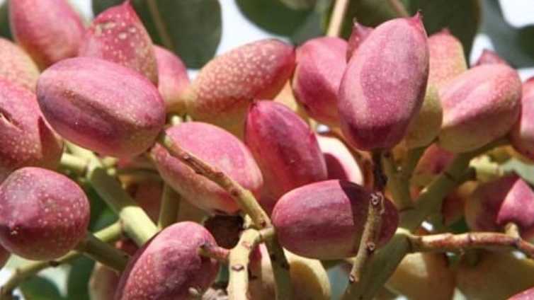 نهال پسته در میاندوآب