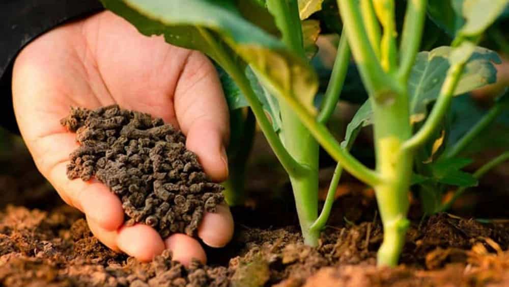 How to use organic fertilizer