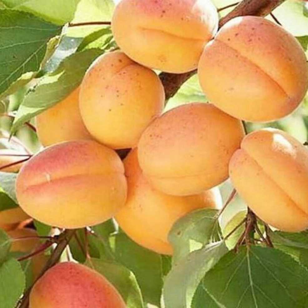 نهالستان مهدیزاده