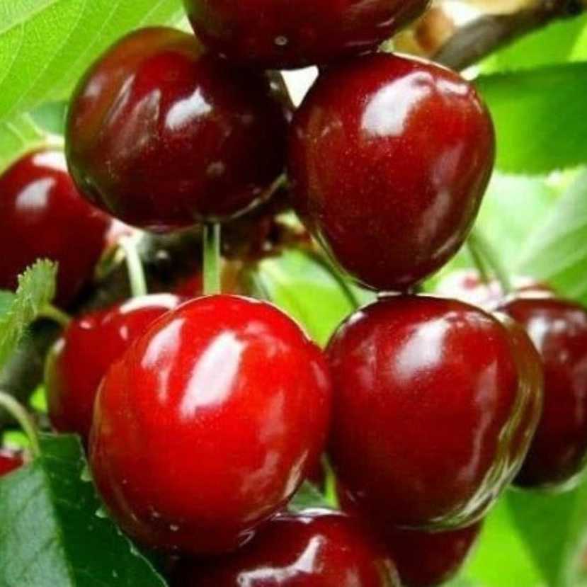 نهالستان مهدیزاده