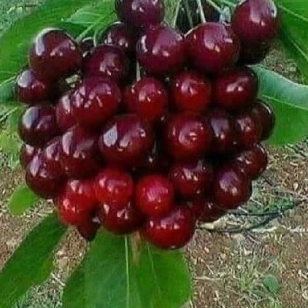 نهالستان مهدیزاده