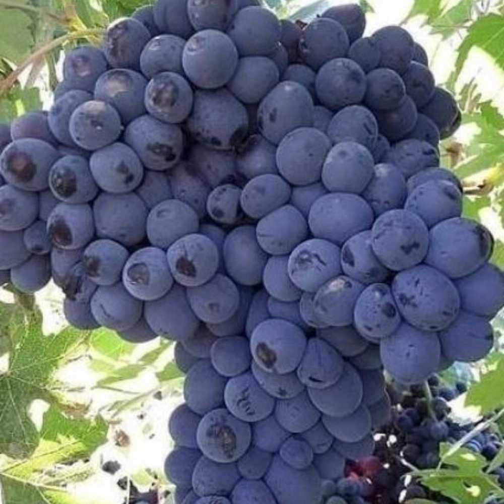 نهالستان مهدیزاده