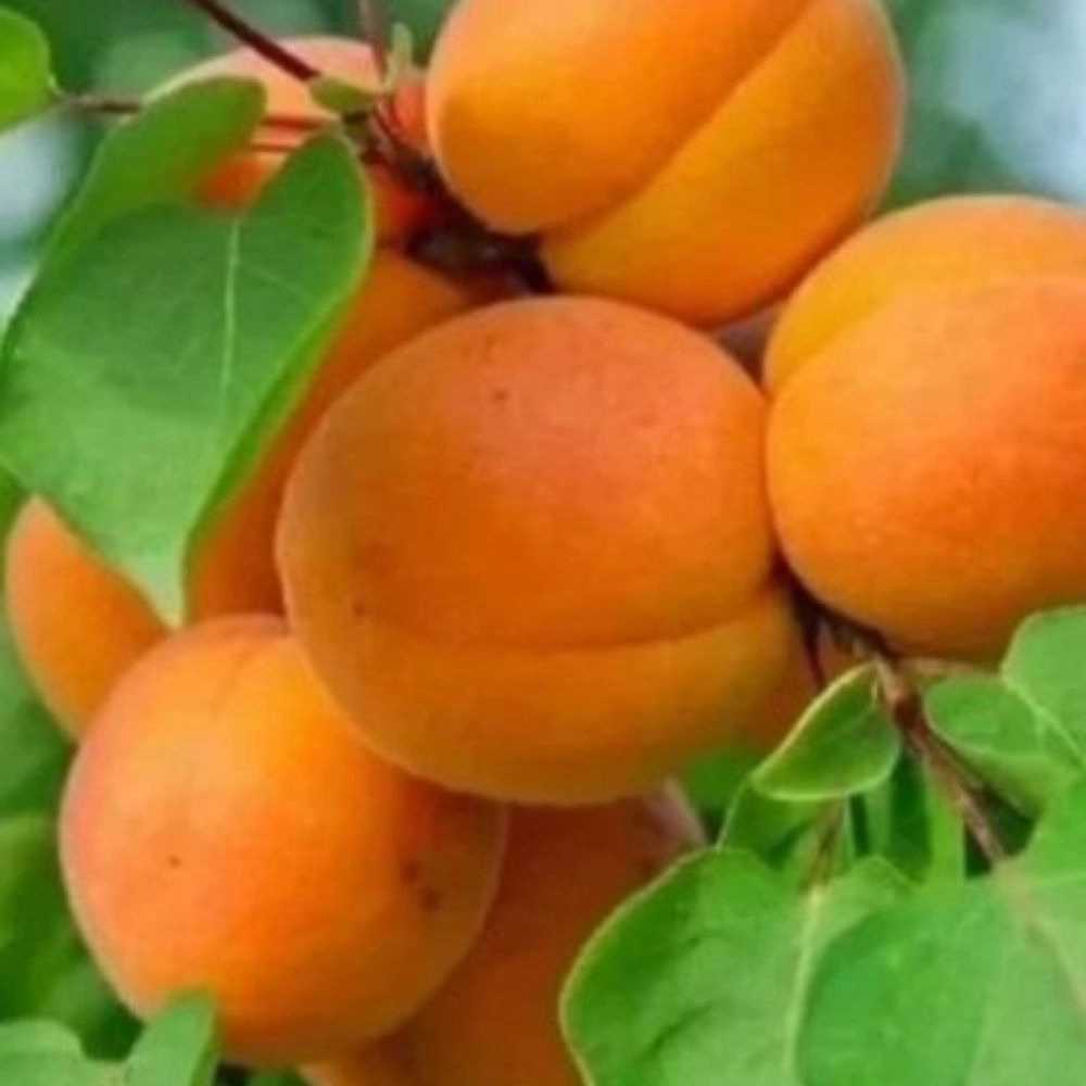 نهالستان مهدیزاده