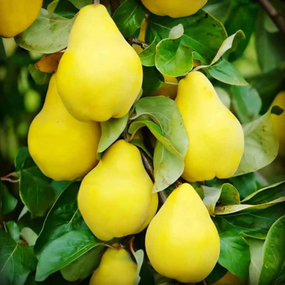 نهالستان مهدیزاده