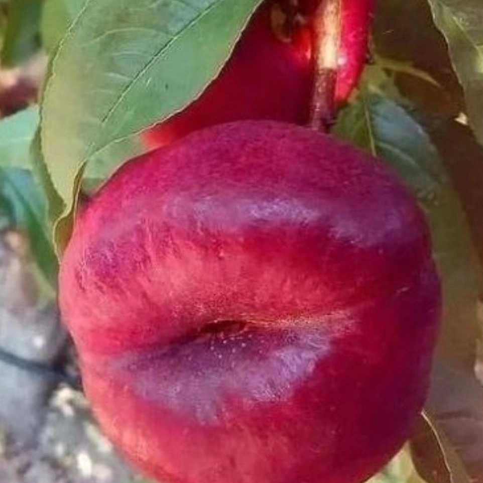 نهالستان مهدیزاده