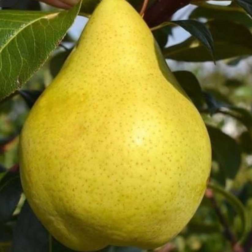 نهالستان مهدیزاده