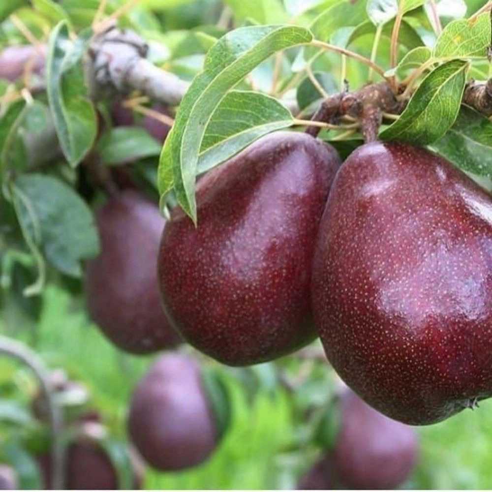 نهالستان مهدیزاده