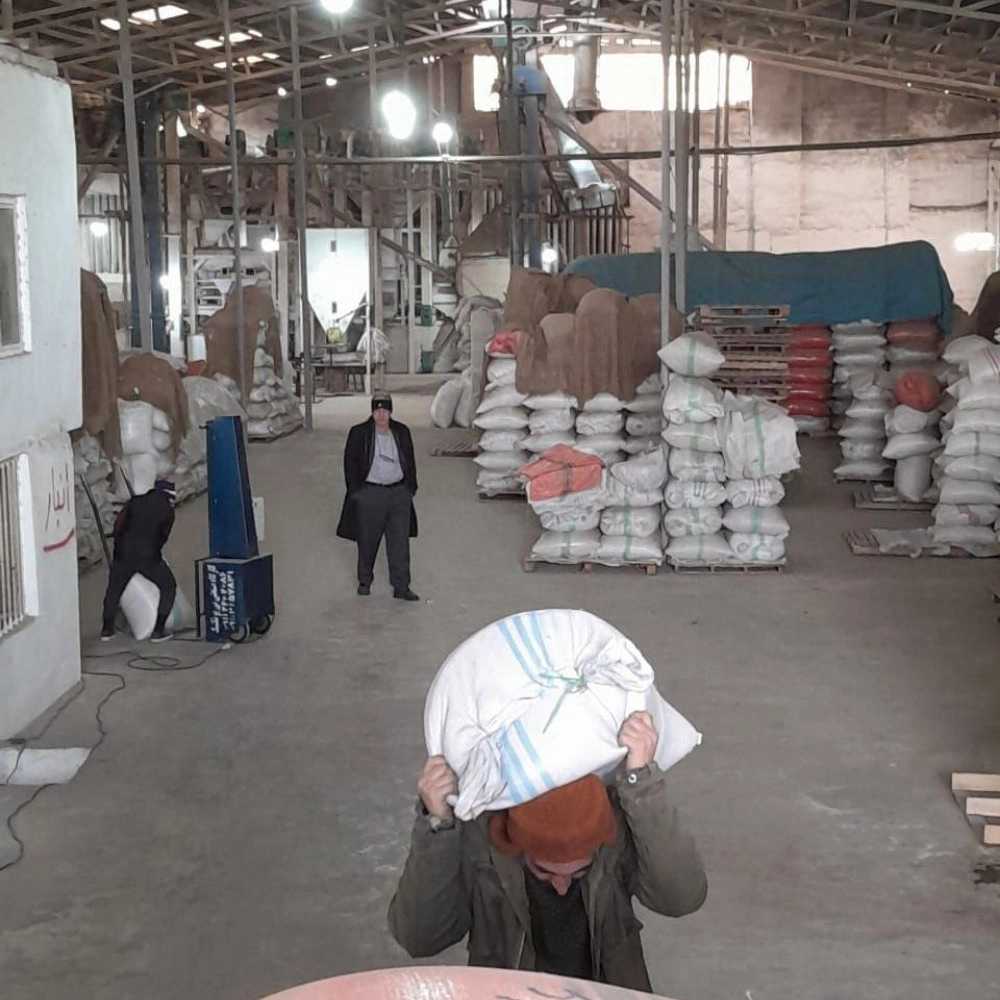 سورتینگ برنج علوی