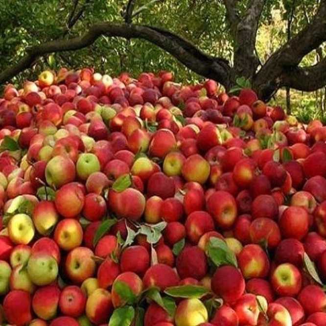 میوه