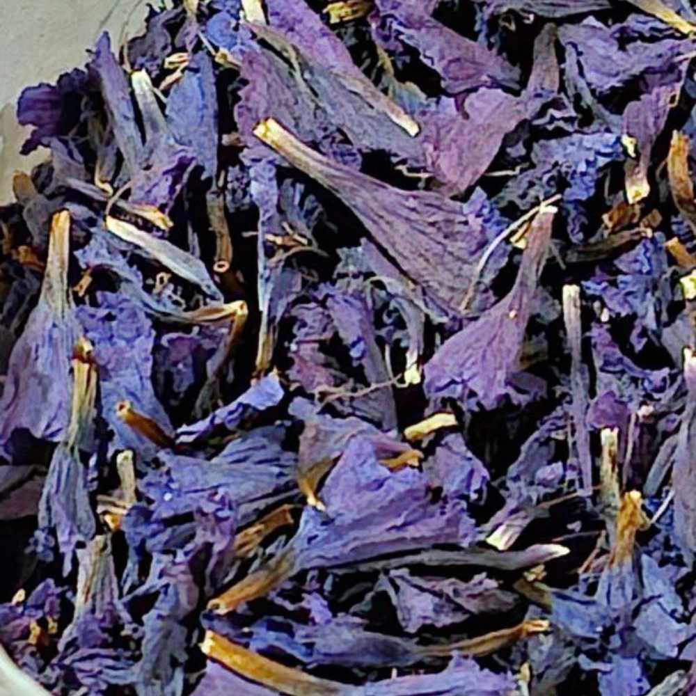 صادرات گل گاو زبان در گیلان