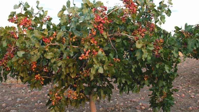 Organic fertilizers for pistachio trees, enhance performance by natural method