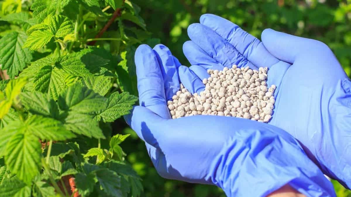 Organic fertilizer supply for Kerman greenhouses, first class quality