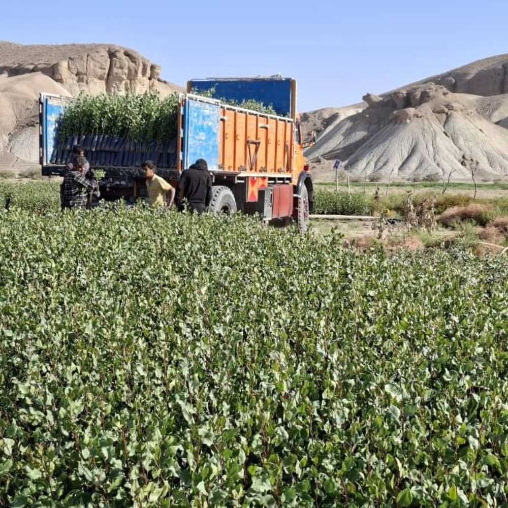تحت عنوان بذر مورد استفاده نهالستان