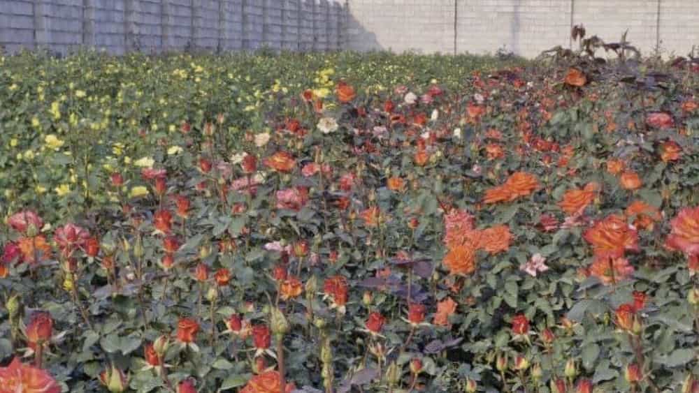 Buy colored Dutch roses at the best price