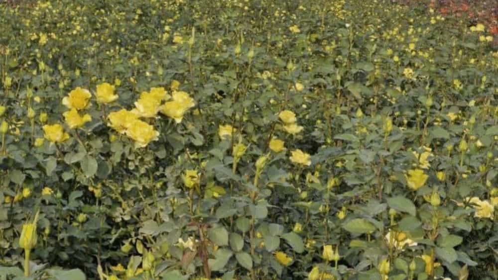 Selling Dutch roses, cut flowers, Khuzestan