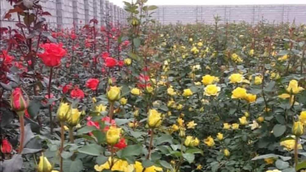 Production of Dutch roses and grafted citrus seedlings in Dezful