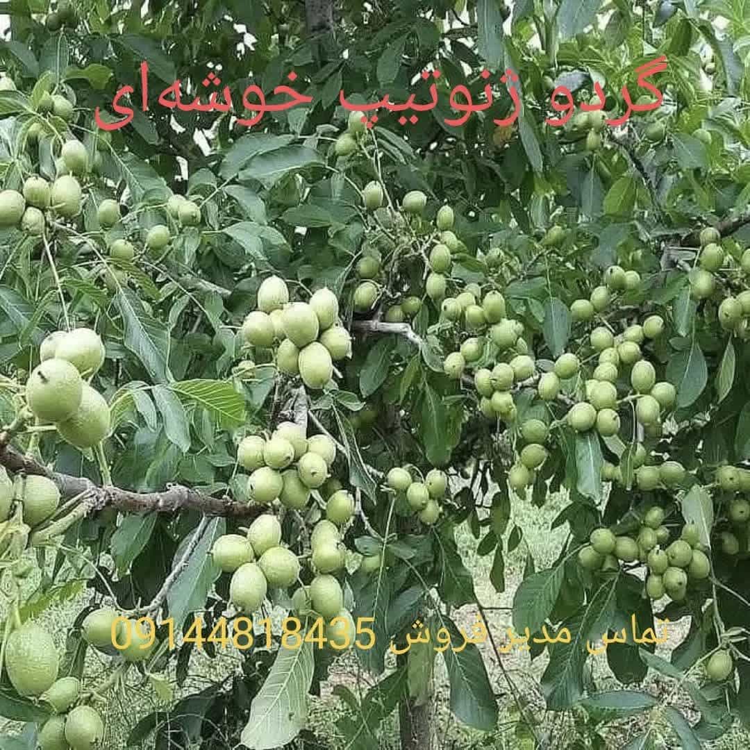 1770545855177.webp