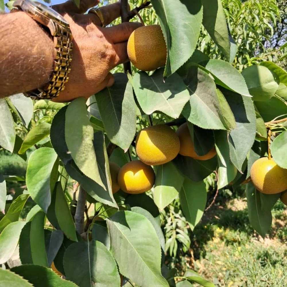 نهالستان