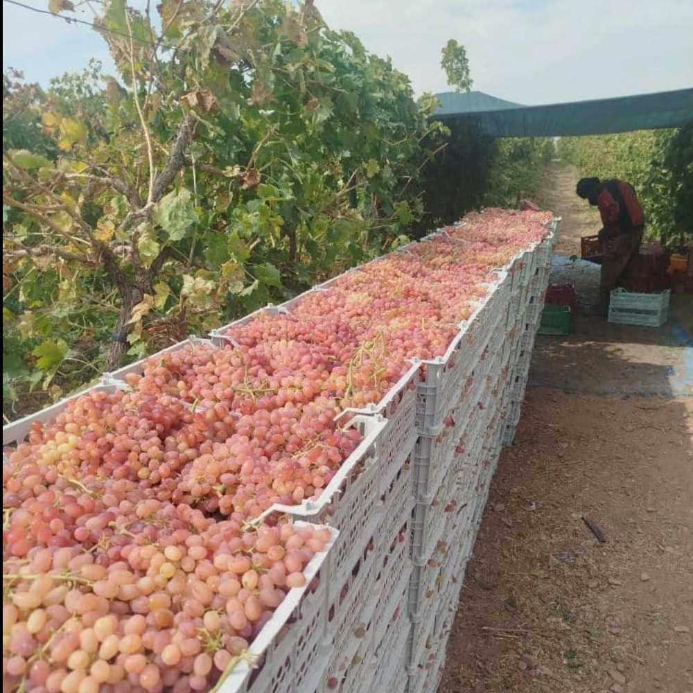 نهالستان