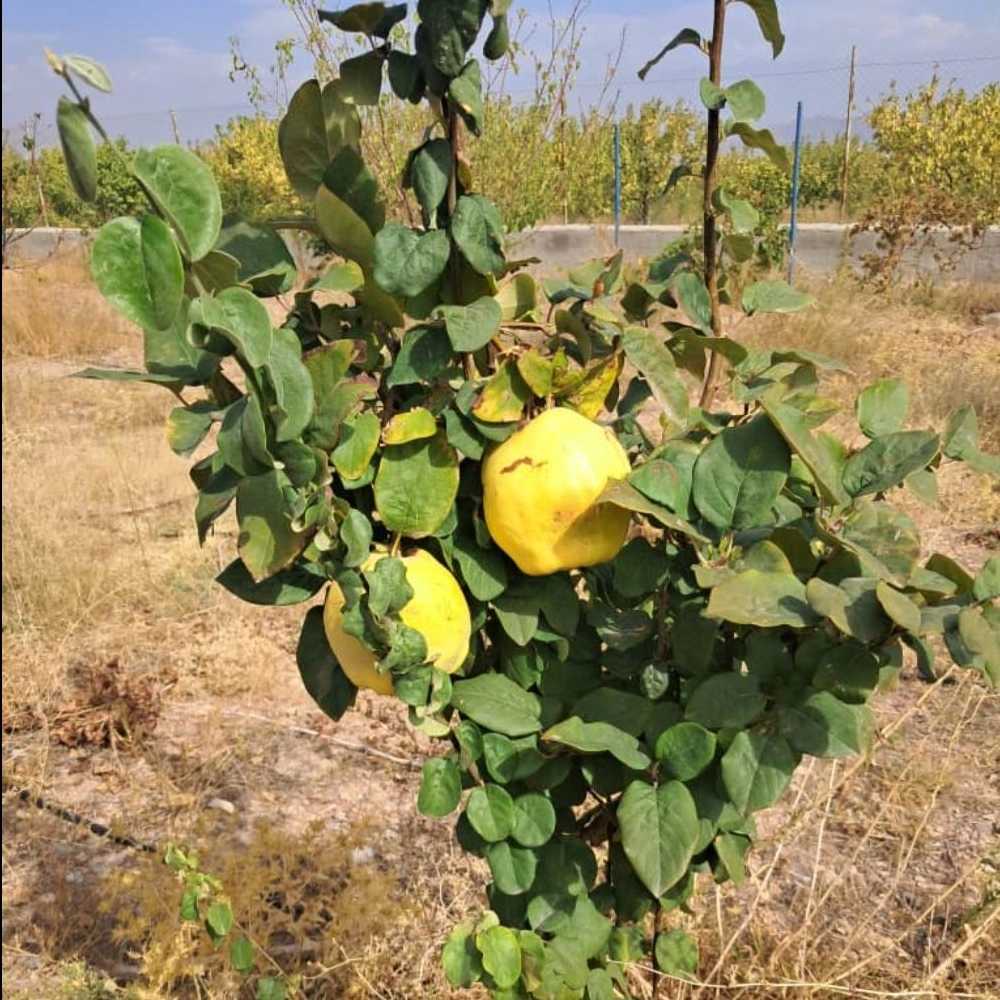 نهالستان