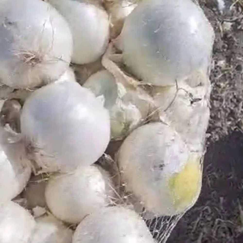 صادرات پیاز