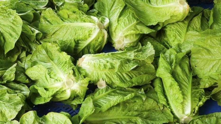 Mansour Omidian Trading, export supply of all kinds of summer goods in Karaj