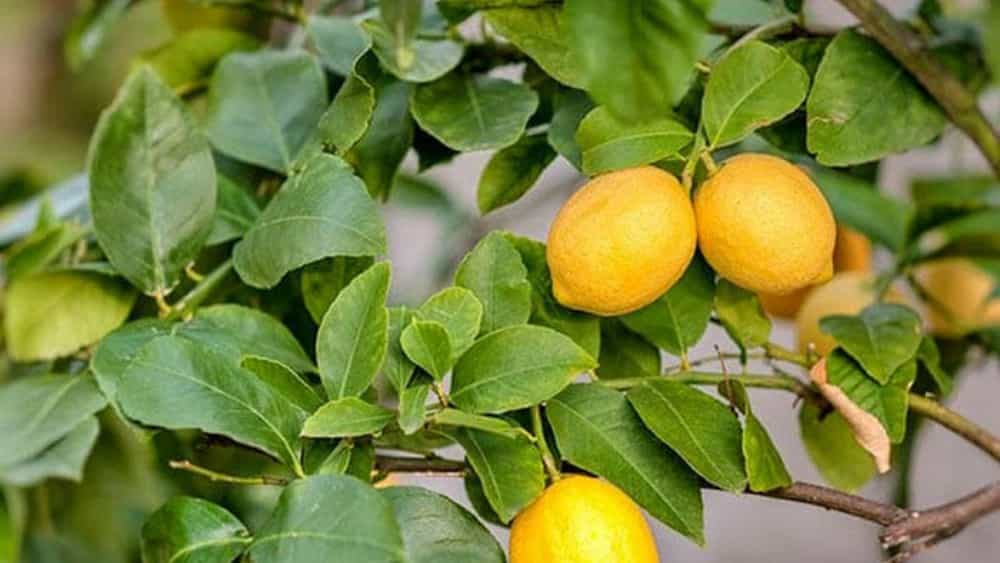 Planting and maintenance of sweet lemon seedlings from scratch to harvest in Dezful