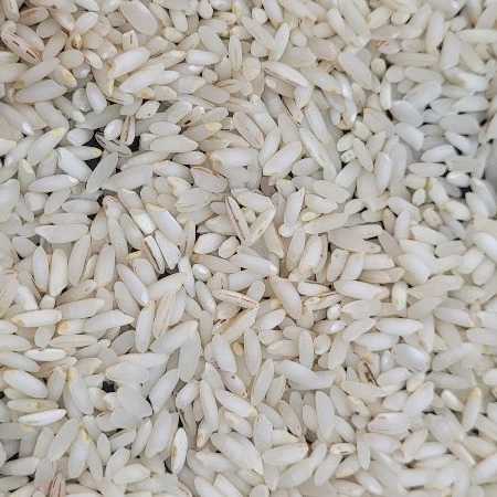 برنجکوبی در شوشتر