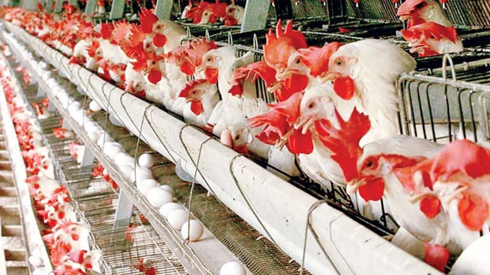 The best poultry house equipment to increase production