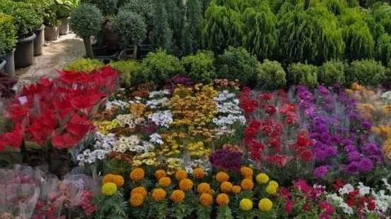 Mohammadi gardening, floriculture and sale of four-season flowers, fertilizers and pots in Karaj