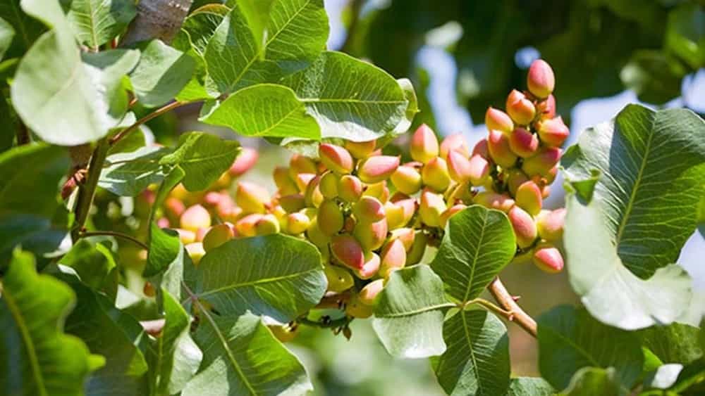 Buy pistachio seedlings in Torbet Jam