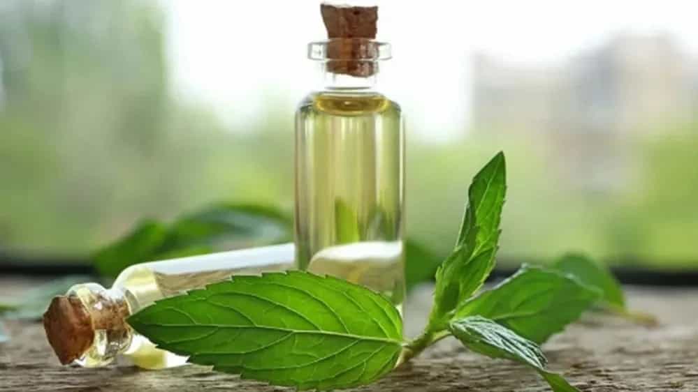 The best producer of herbal essential oil in Khuzestan