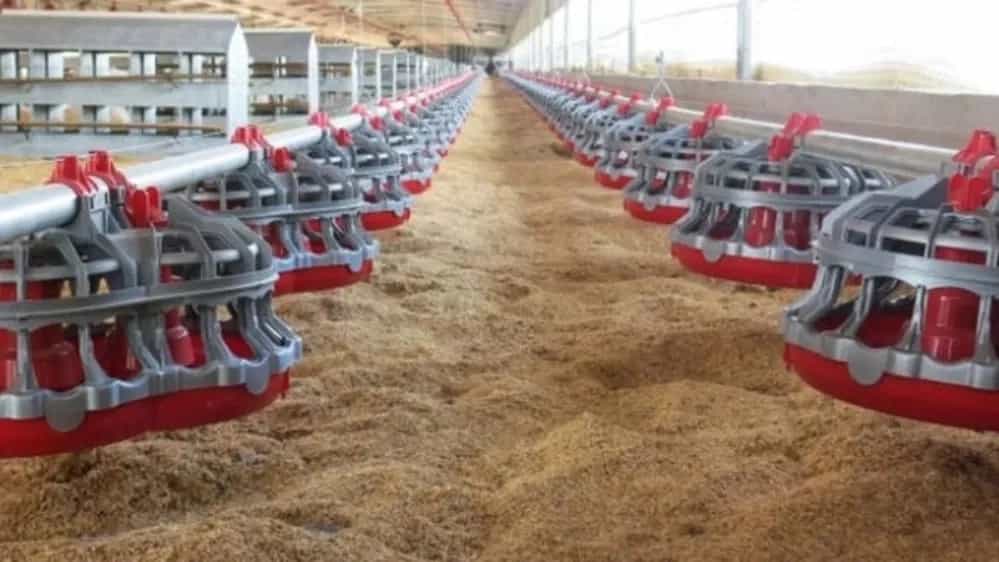 Poultry equipment prices in Qazvin
