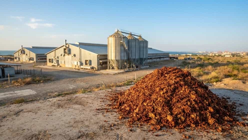 Purchase of dried tomato pomace in Bandar Turkmen for industrial poultry farms