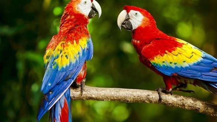 Iran Natafe store, buying and selling parrot chicks and umbrella cockatoos in Hamedan