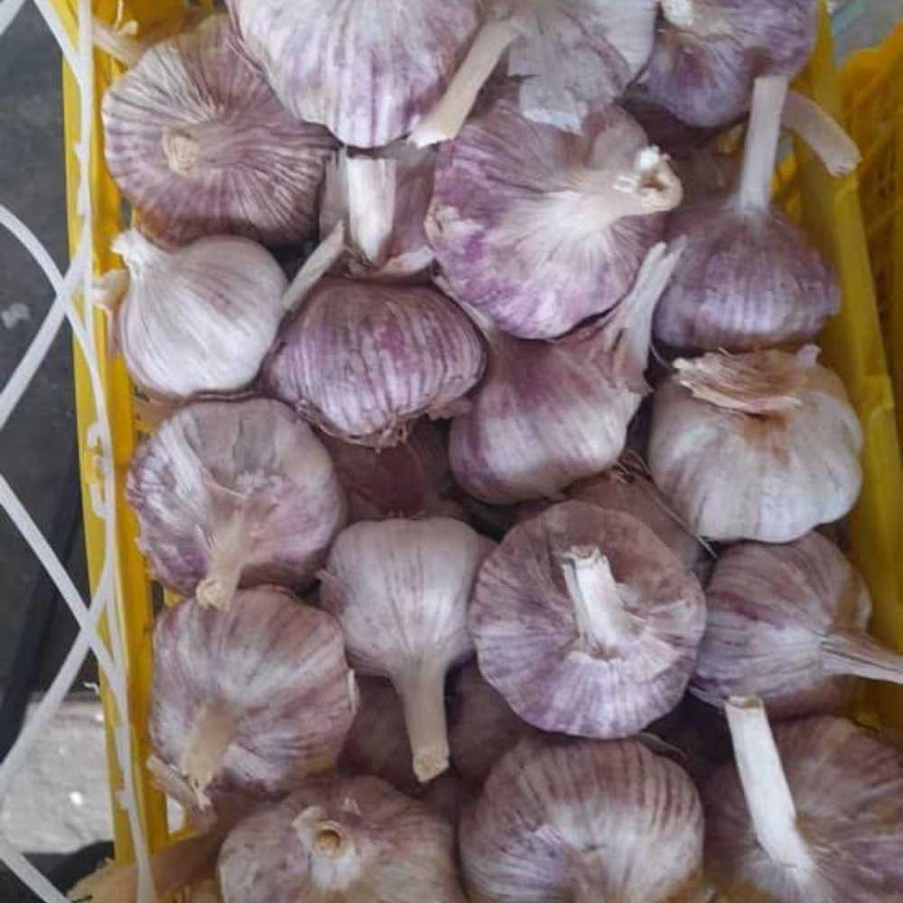پخش عمده سیر