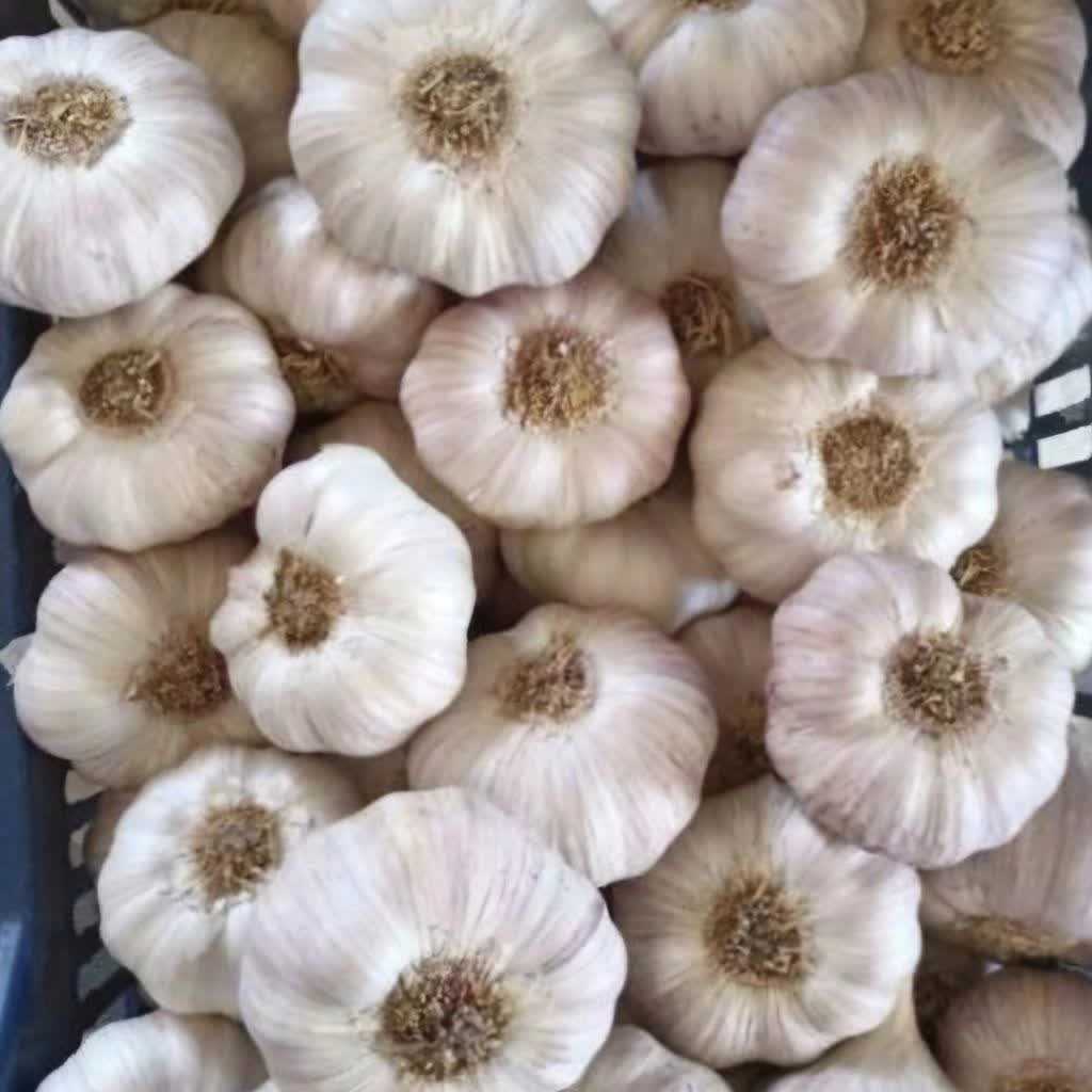 تولید سیر