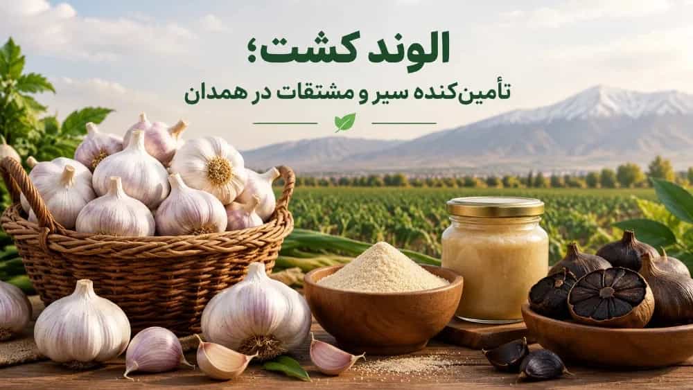 Alvand Kasht is a supplier of garlic and derivatives in Hamadan