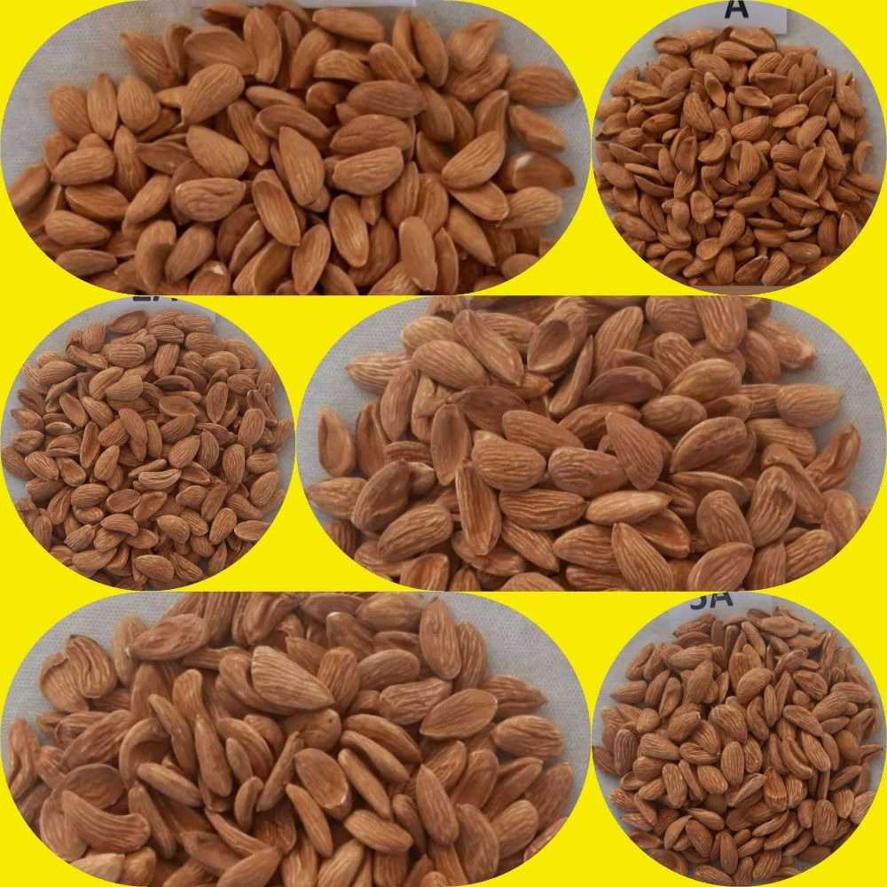 صادرات بادام درختی
