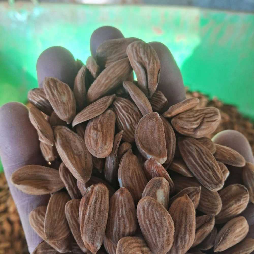 بادام درختی