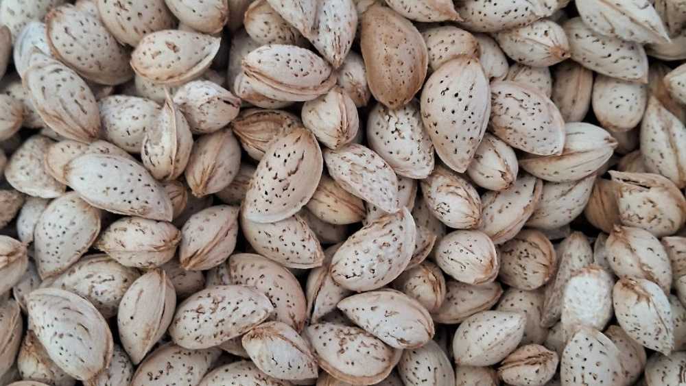 Wholesale sale and export of Bahalu tree almonds in Tehran