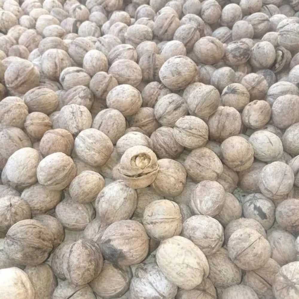 صادرات گردو