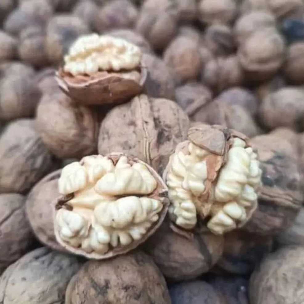 پخش عمده